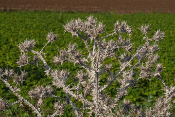 Obraz premium Milk Thistle, Silybum marianum, prickly dry plant