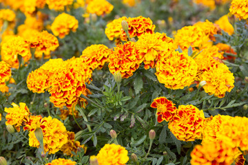 Marigold