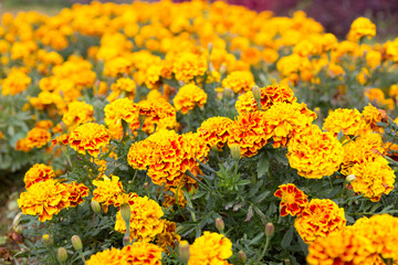 Marigold