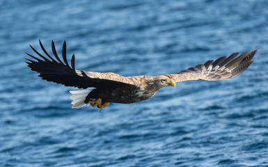 Adult White-tailed eagle fishing. Blue Ocean Background. Scientific name: Haliaeetus albicilla, also known as the ern, erne, gray eagle, Eurasian sea eagle and white-tailed sea-eagle. Natural habitat