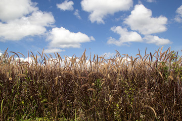 Long Grass Field
