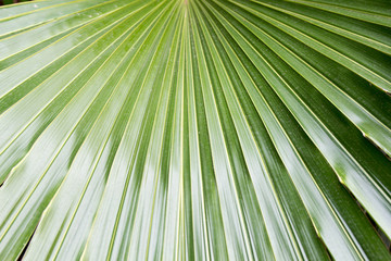 Palm Leave pattern