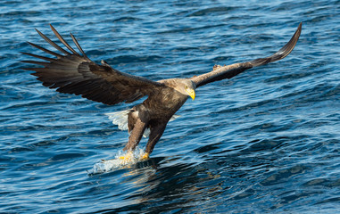 Adult White-tailed eagle fishing. Blue Ocean Background. Scientific name: Haliaeetus albicilla, also known as the ern, erne, gray eagle, Eurasian sea eagle and white-tailed sea-eagle. Natural habitat