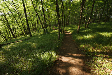 Obraz premium path in the forest