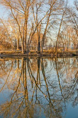 Reflections of Bare Trees in a Lake