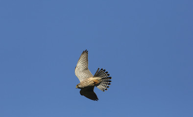 A stunning Kestrel (Falco tinnunculus) flying in the blue sky hunting for food.	