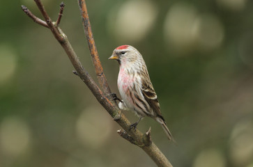 A common Redpoll (Carduelis flammea) perched on a branch.	