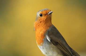 A head shot of a pretty Robin (Erithacus rubecula) with a yellow bokeh background.