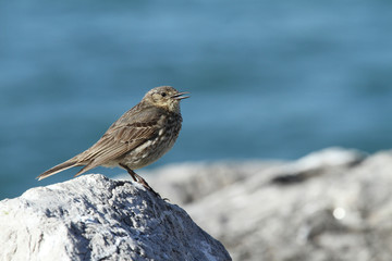 A singing Rock Pipit (Anthus petrosus) perched on a rock.