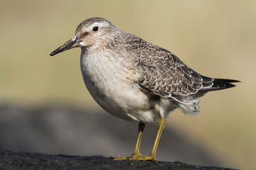 A Knot (Calidris canutus) perching on a rock on a Scottish beach.	