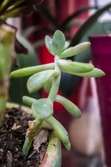 succulent in a planter