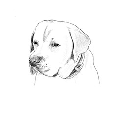 Hand drawing Labrador