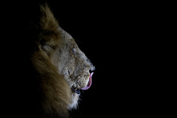 Close up side portrait of majestic big male lion at night.