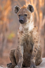Spotted hyena sitting outside den on cold winter's morning.