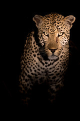 Huge male leopard with intense stare on his face.