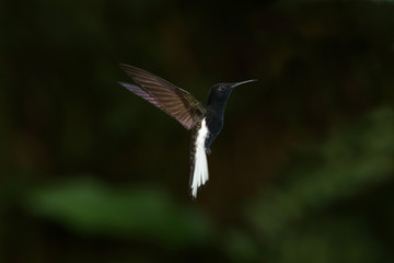 hummingbird in flight