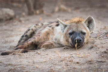Spotted hyena laying outside its den on cold winter's morning.