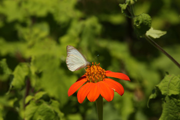 butterfly on a flower