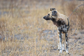Mature Wild dog searching for prey very early in the morning.