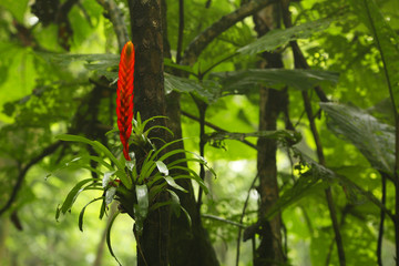 Bromeliad in rainforest