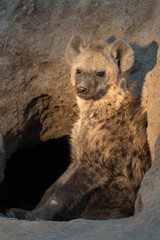 Lonely hyena sitting in entrance of den waiting for the other members of the clan.