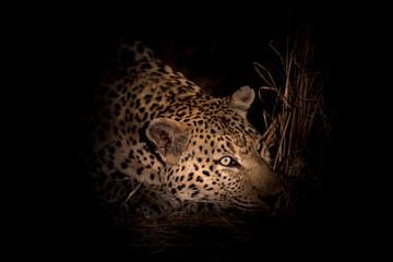 Fototapeta na wymiar Majestic male leopard resting in the darkness.