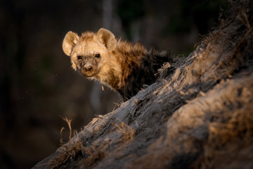 Lonely hyena sitting outside in the sun close to its den.