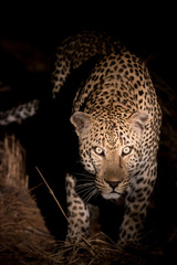 Huge male leopard in Sabi Sands Game Reserve as seen during a night game drive.
