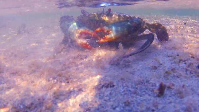 An extreme close up of a blue crab swing and jabbing with its claws in a defensive position as it crawls away from the camera