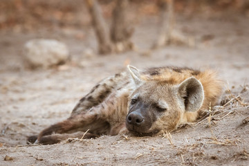 Lonely hyena sleeping close to its den after a successful hunt earlier in the morning..