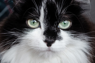  close-up black and white cat with green eyes
