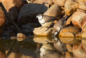 Double Bared finches drinking at waterhole