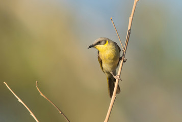 Grey-fronted Honeyeater perched on branch