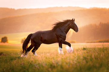 Shire Horse Hengst im Sonnenuntergang 