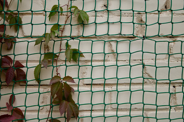 Grid with green cells on a white wall and plant on it