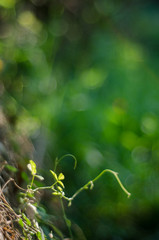 abstract nature green bokeh soft light background.