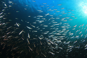 Fototapeta na wymiar Sardines fish 