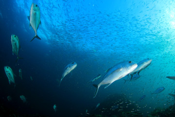 Trevally of Jack fish 