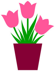 Tulip flowers in flower pot.