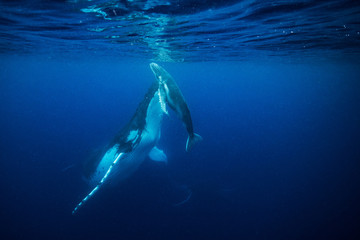 Mama and baby whale
