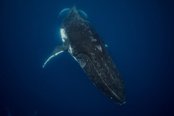 humpback whale