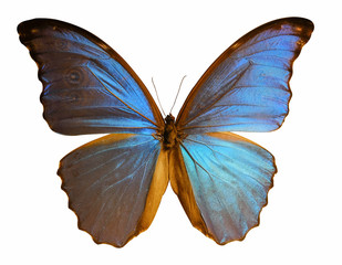 Beautiful butterfly isolated on white background. (whit clipping path)