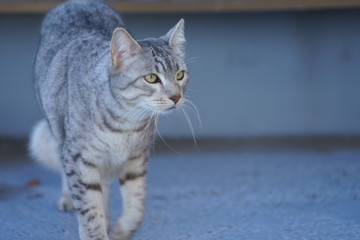 エジプシャンマウ