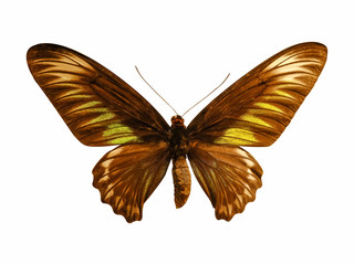 Beautiful butterfly isolated on white background. (whit clipping path)