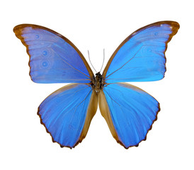 Beautiful butterfly isolated on white background. (whit clipping path)