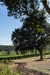 Fototapeta na wymiar Tree in countryside of Italy 
