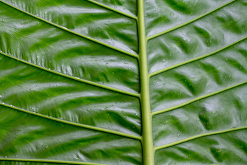 Green foliage background