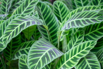 Leaf green and white striped background.