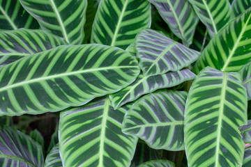Leaf green and white striped background.