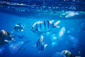 Fototapeta premium Fish underwater